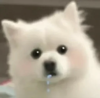 🥺 emoji Doggie cutes by @ania_ww Telegram sticker 22 of 24