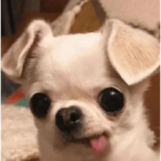 😋 emoji Cute cry dog and cat @kecilvv Telegram sticker 7 of 64