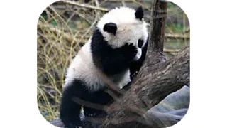 🐼 emoji 🇮🇳⎯⃚꯭፝֟֗🥂*𝐏𝐀𝐘𝐀𝐋*𝆺꯭𝅥༎𓆪⋆🔥's stic-pack (@TIANA_PRINCE_BOT) Telegram sticker 23 of 105