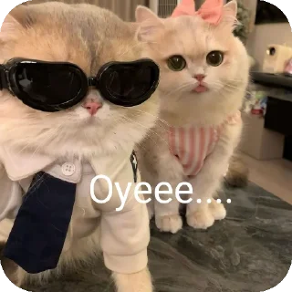 🐱 emoji @Yoursunisheree 🗿🚬 Telegram sticker 2 of 56