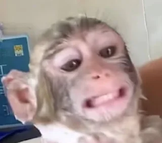 🌟 emoji dipak’s monkeys Telegram sticker 24 of 91