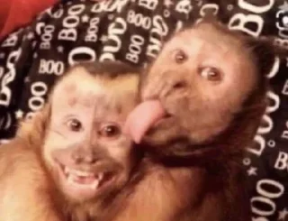 🌟 emoji dipak’s monkeys Telegram sticker 20 of 91