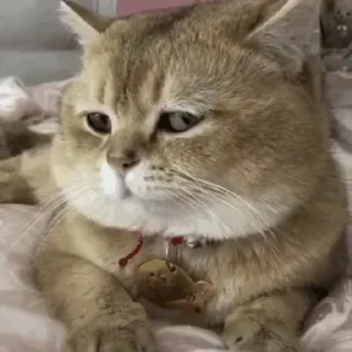 🌟 emoji CAT SIR (2)  @stickerschanel3 Telegram sticker 17 of 40