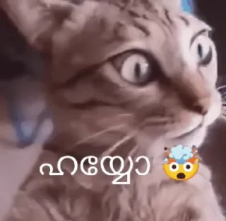 🤯 emoji CAT SIR (2)  @stickerschanel3 Telegram sticker 5 of 40