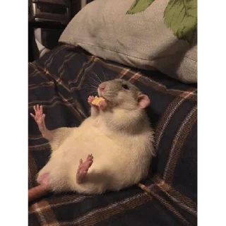 😀 emoji rato meme Telegram sticker 9 of 15