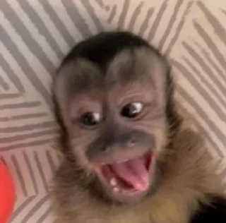 🌟 emoji dipak’s monkeys Telegram sticker 7 of 91