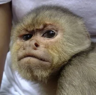 🌟 emoji dipak’s monkeys Telegram sticker 12 of 91