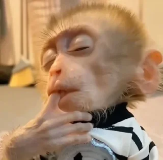 🌟 emoji dipak’s monkeys Telegram sticker 10 of 91