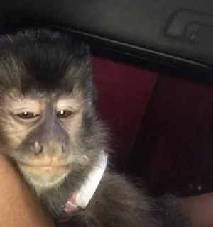 🌟 emoji dipak’s monkeys Telegram sticker 18 of 91