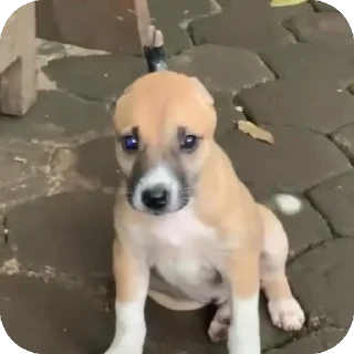 🐶 emoji mmk semut pack by @QuotLyBot Telegram sticker 11 of 17