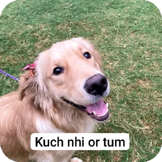 🐶 emoji Hehe Telegram sticker 6 of 15