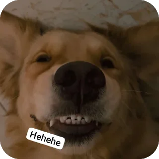 🐶 emoji Hehe Telegram sticker 11 of 15