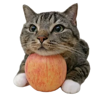 🐱 emoji Ash Telegram sticker 9 of 104