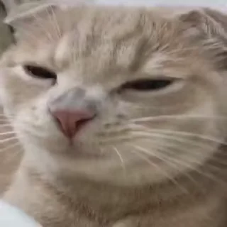 🐈 emoji ध्रुव • सीक्रेट्स ⃟🔱 @WhoTfDhruv Telegram sticker 23 of 49