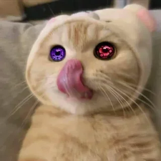 😼 emoji ×͜× 𝘳𝓲𝘴ꫝ𝓲‏ ×͜×'s sticker pack (@Gabi_Braun_Robot) 1 Telegram sticker 9 of 120
