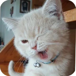 🐱 emoji Shawtyy Telegram sticker 19 of 85