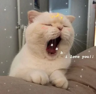 💗 emoji Cat🐱 Telegram sticker 17 of 45