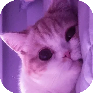 Sticker from Funny Animals ★