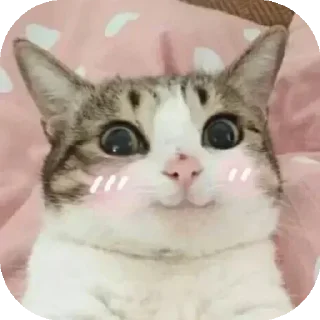 Sticker from Funny Animals ★