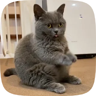 😺 emoji @dreadnoughtOO7's video pack Telegram sticker 16 of 51