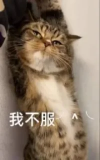 🐱 emoji 大护法的喵 Telegram sticker 19 of 119