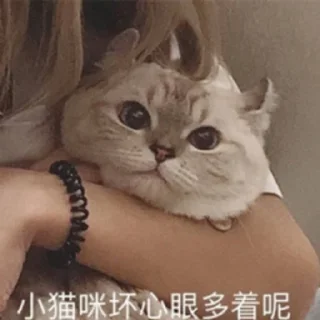 🐱 emoji 大护法的喵 Telegram sticker 9 of 119