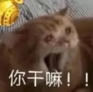 🐱 emoji 大护法的喵 Telegram sticker 12 of 119