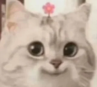 🐱 emoji 大护法的喵 Telegram sticker 3 of 119