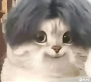 🐱 emoji 大护法的喵 Telegram sticker 24 of 119