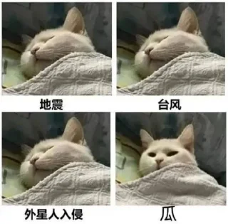 🐱 emoji 大护法的喵 Telegram sticker 5 of 119