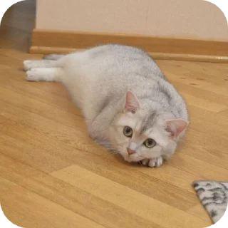 🐱 emoji Star's Telegram sticker 23 of 84
