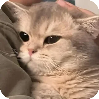 🐱 emoji Star's Telegram sticker 21 of 84