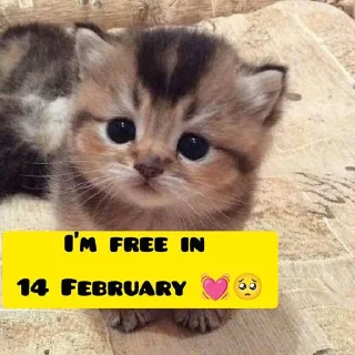 Sticker from 𝐌𝐫. 𝐂𝐚𝐭 🐱 • @Im_MrCatmew