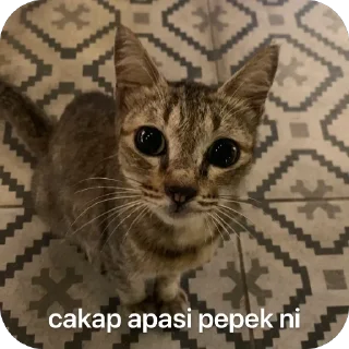 🫥 emoji ayla imut Telegram sticker 6 of 22