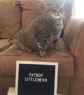 Sticker from Cool Catto