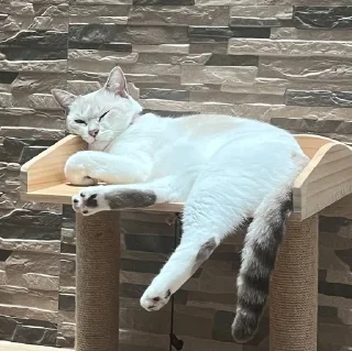 Sticker from meow
