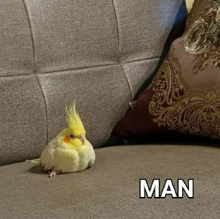🦜 emoji Man...... Telegram sticker 15 of 27