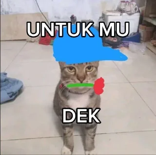 Sticker from kucing