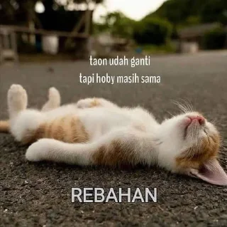 😌 emoji Kucing Telegram sticker 10 of 21