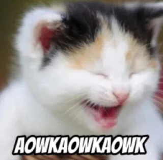 🤣 emoji Kucing Telegram sticker 2 of 21