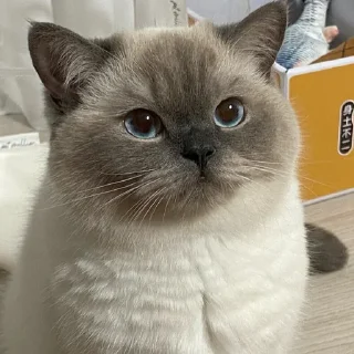 😘 emoji 黑糖小猫咪 Telegram sticker 12 of 40
