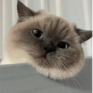 😘 emoji 黑糖小猫咪 Telegram sticker 5 of 40
