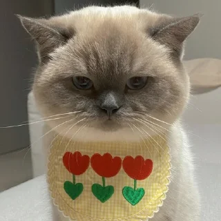 😘 emoji 黑糖小猫咪 Telegram sticker 23 of 40