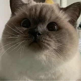 😘 emoji 黑糖小猫咪 Telegram sticker 7 of 40