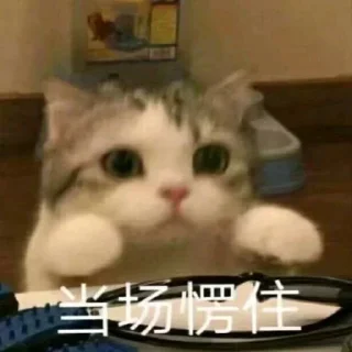 🐱 emoji 猫猫 更多表情👉 @emo315 Telegram sticker 6 of 91