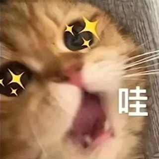🐱 emoji 猫猫 更多表情👉 @emo315 Telegram sticker 18 of 91