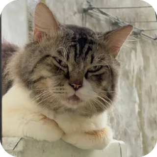 🫥 emoji @Teriyakids tikel landom Telegram sticker 3 of 68