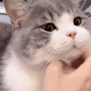 Sticker from 土豆喵@miaomiaogugu