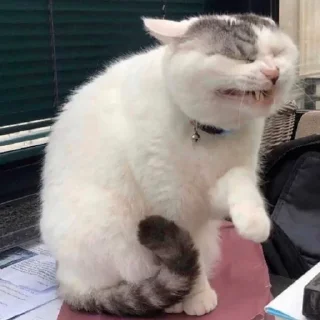 😆 emoji Cat pack Telegram sticker 13 of 14
