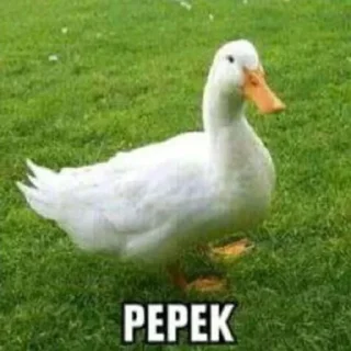 🦆 emoji mim Telegram sticker 22 of 36